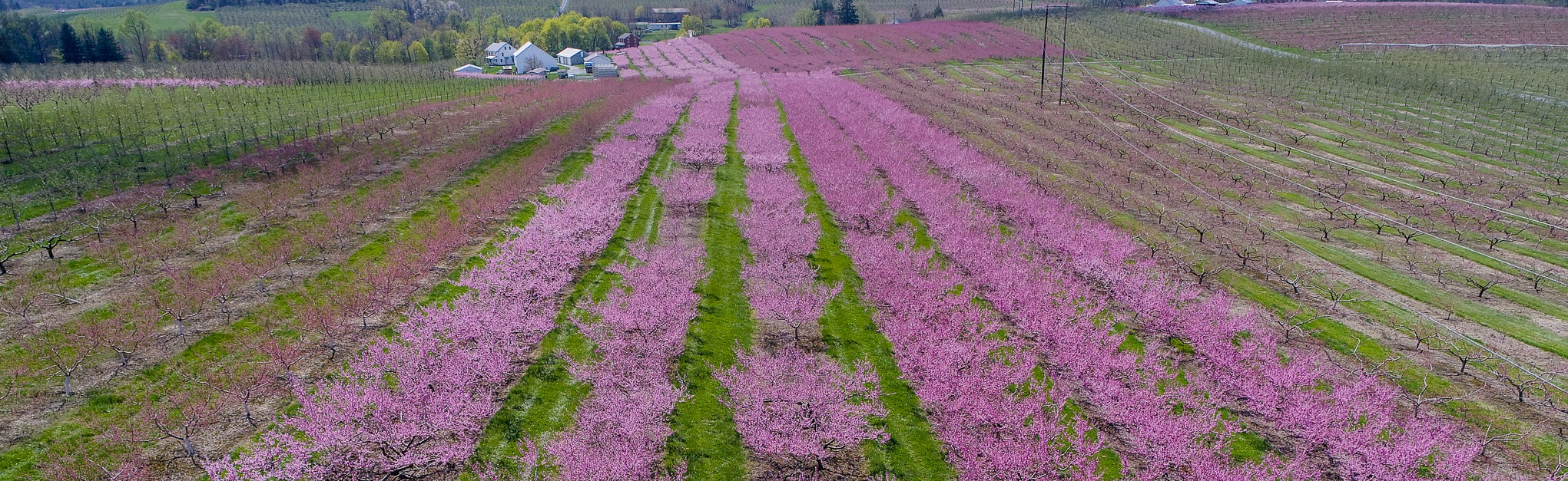 Image of farm land